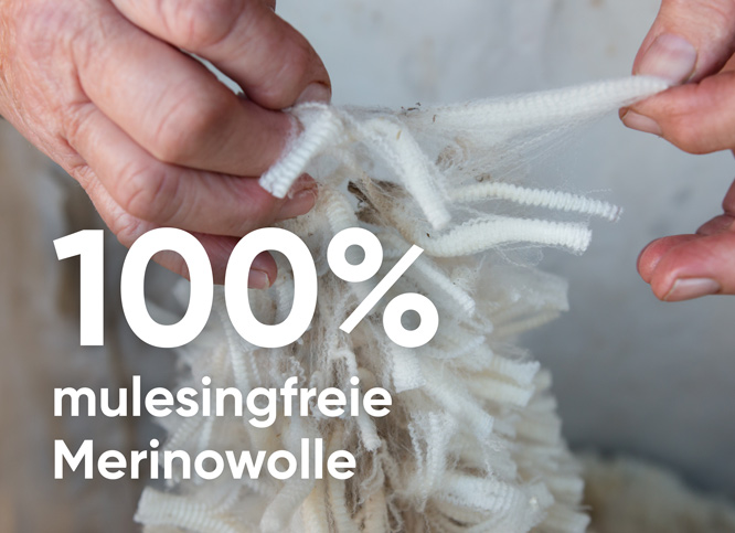 Wir verwenden nur 100% mulesingfreie Merinowolle aus Australien – SCROC Geschichte